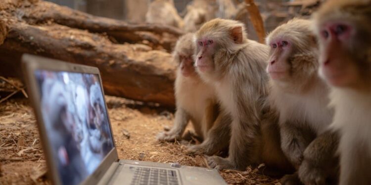 Family faces and fights: What the monkeys like to see