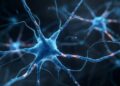 How ‘Frazzled’ keeps the brain wired for lightning-fast communication How ‘Frazzled’ keeps the brain wired for lightning-fast communication