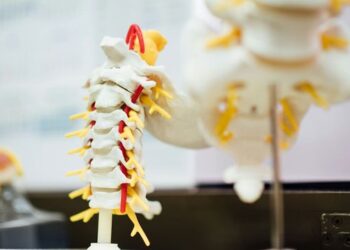 Astrocytes are ‘critical responders’ to spinal cord injury