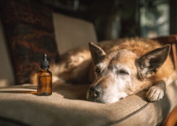 CBD May Reduce Aggression in Dogs