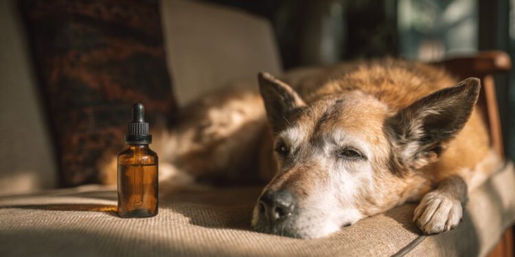 CBD May Reduce Aggression in Dogs CBD May Reduce Aggression in Dogs