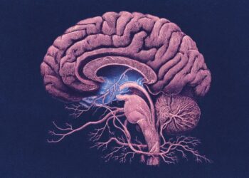 Hidden Brain Layers Revealed at Key Memory Center