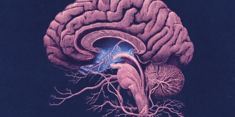 Hidden Brain Layers Revealed at Key Memory Center Hidden Brain Layers Revealed at Key Memory Center