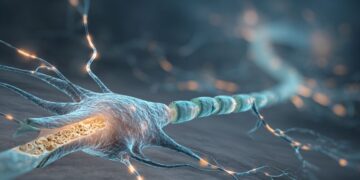 Loss of myelin alters sensory signals in the brain Loss of myelin alters sensory signals in the brain