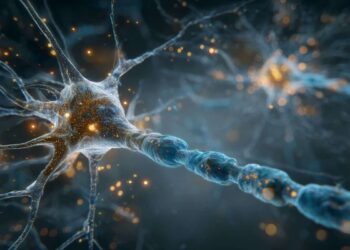 Neurons use a fast structural signal to stabilize communication