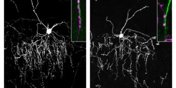 Brain conductors find precise connection to target cells through protein handshake Brain conductors find precise connection to target cells through protein handshake