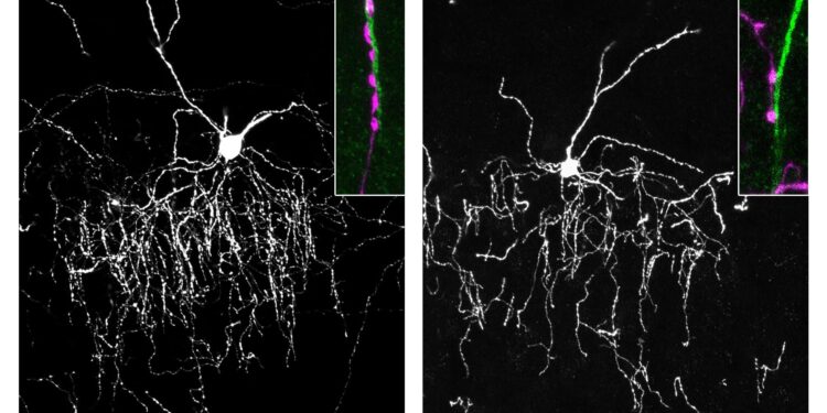 Brain conductors find precise connection to target cells through protein handshake
